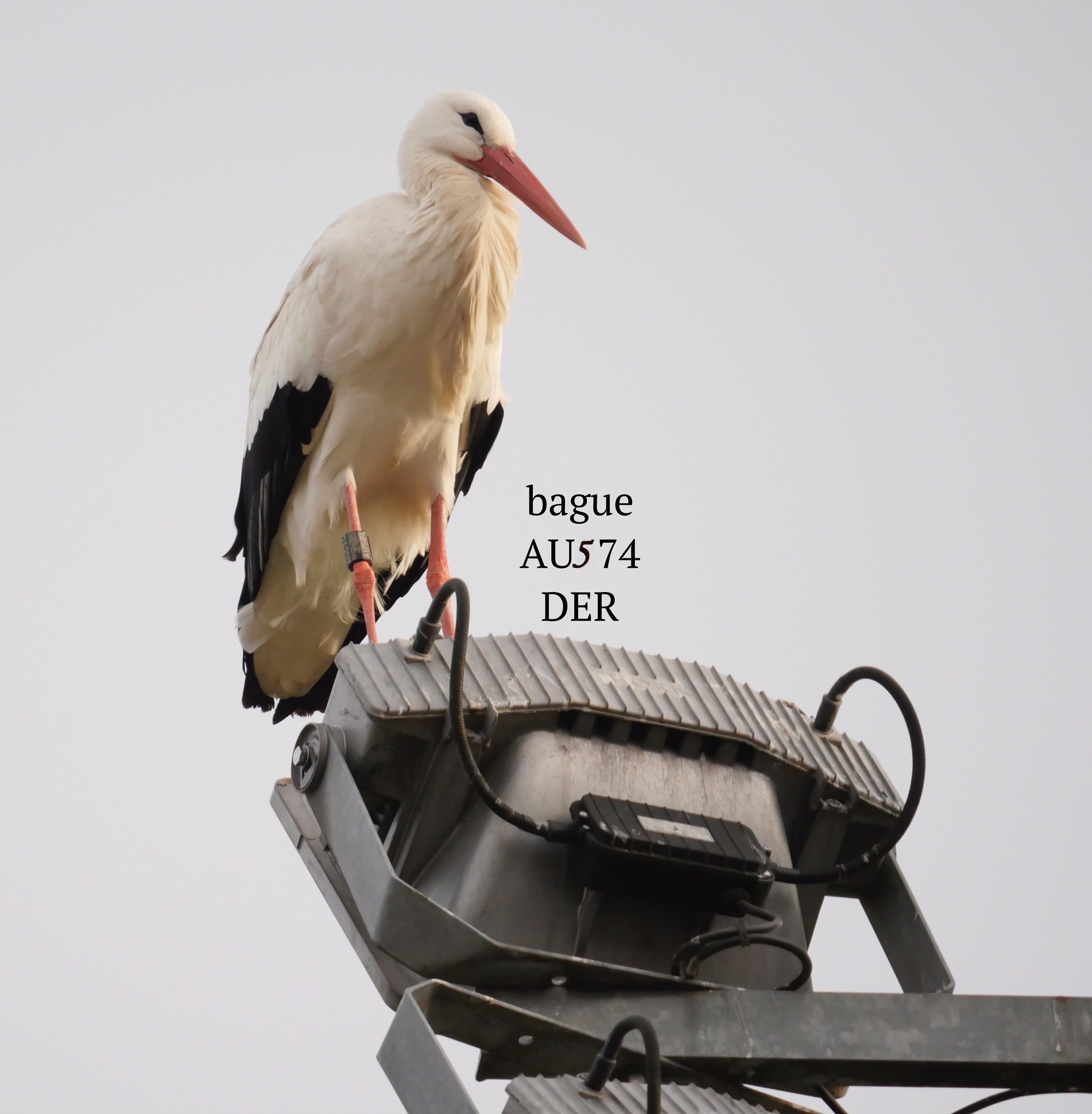 White stork 2