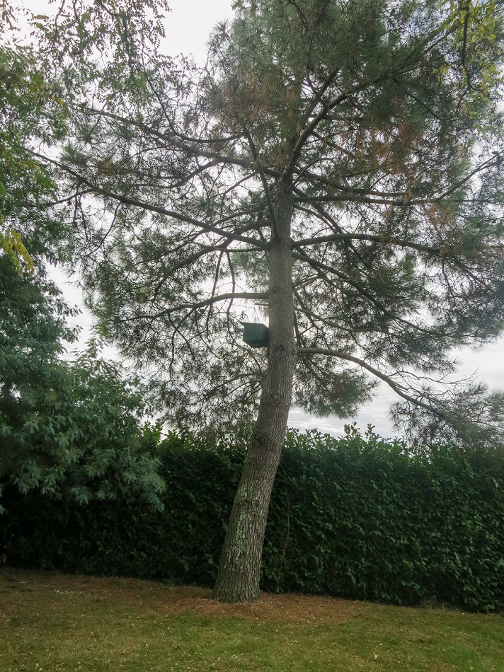 nichoir arbre faucon crecerelle
